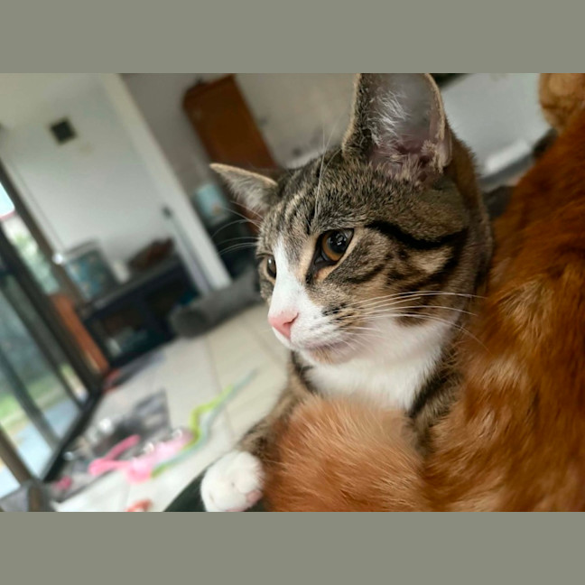 Photo of Aries & Velcro