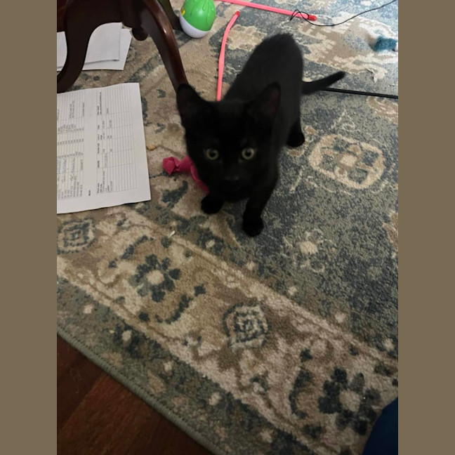 Photo of Ninja