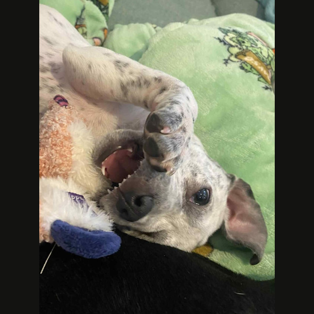 Photo of Clover   3 Month Old Cattle Dog X