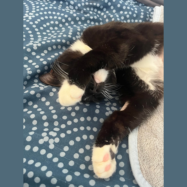 Photo of Luna 