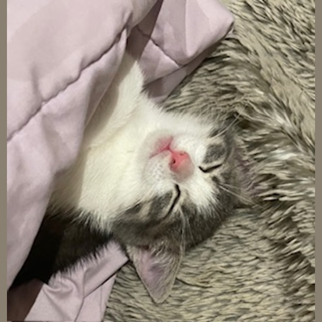 Photo of Lulu