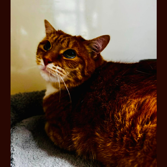 Photo of Gingy