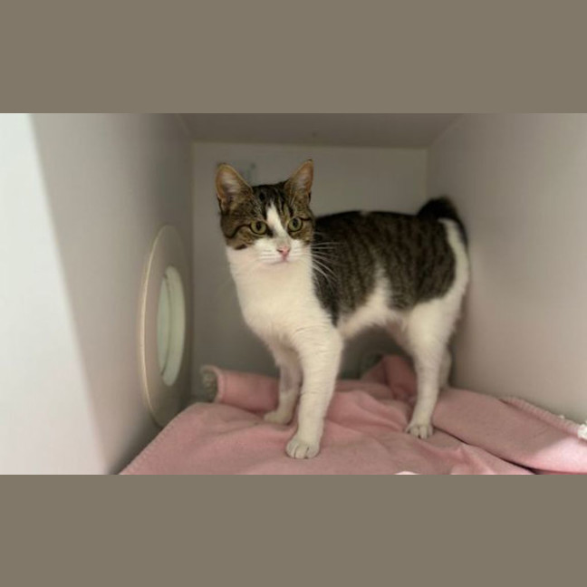 Photo of Sweet Chilli