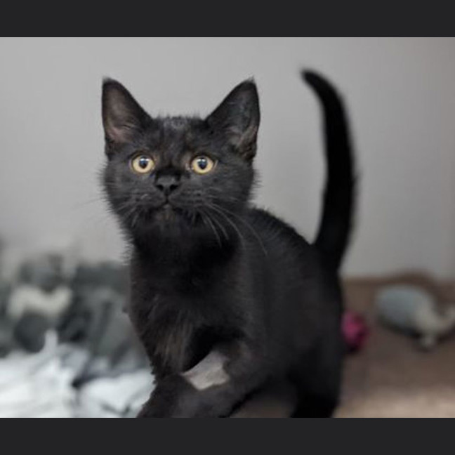 Photo of Webber
