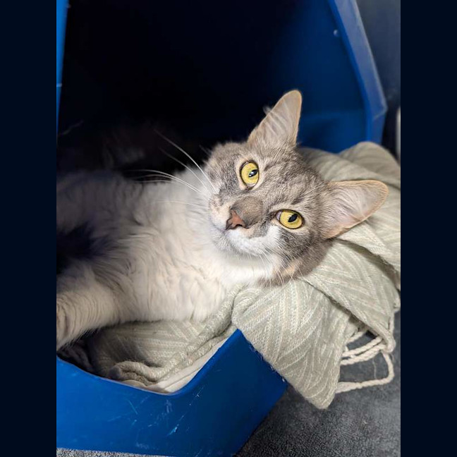 Photo of Gandalf