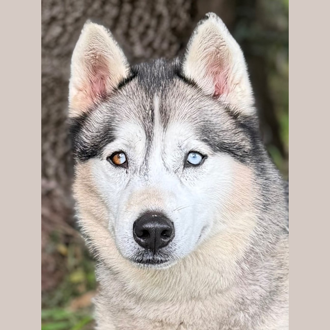 Photo of Luna