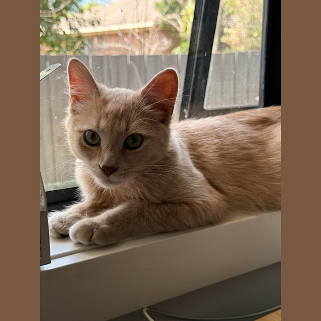Photo of Strawberry 
