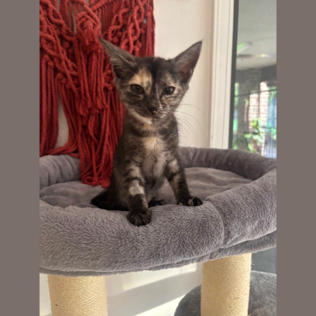 Photo of Matilda Meet Me@Petstock Hastings Store 17/5