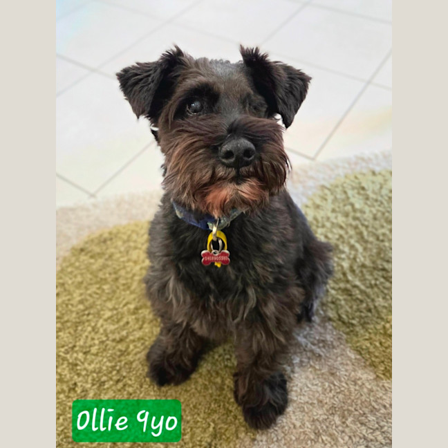 Photo of Ollie