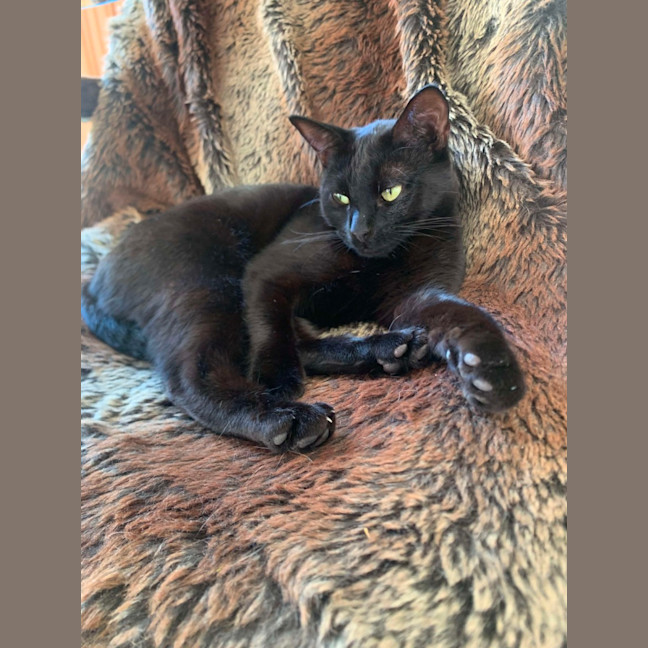 Photo of Blaire & Atlas 