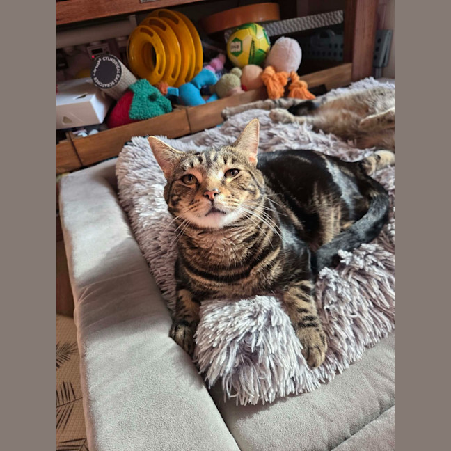 Photo of Buddy