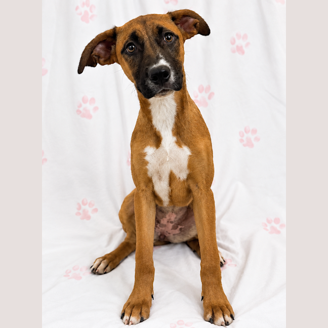 Photo of Daffodil Daphne