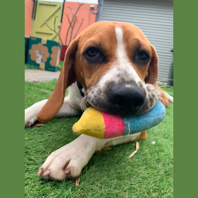 Photo of Bruce   7 Month Old Beagle (Trial)