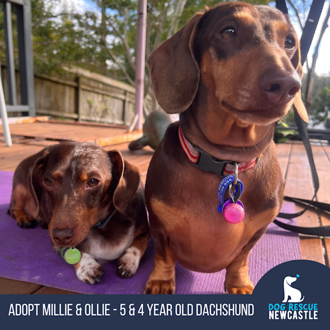 Photo of Millie & Ollie 