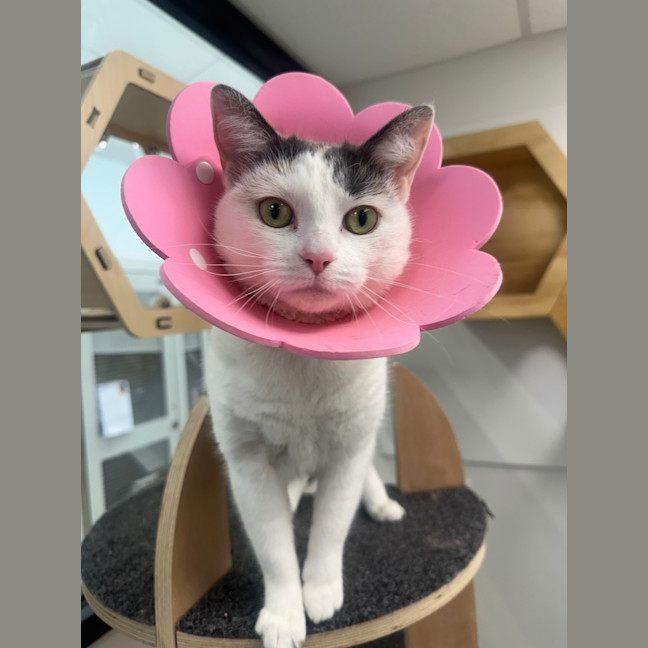 Photo of Sundae