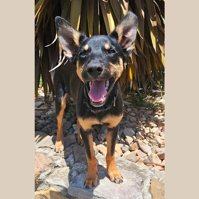 Photo of Alfalfa
