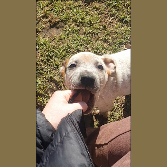 Photo of Muffin