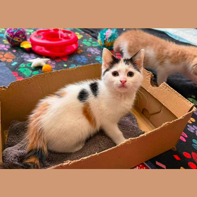 Photo of Tihany ** 2nd Chance Cat Rescue **