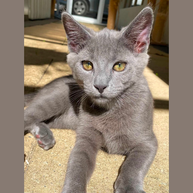 Photo of Gadget
