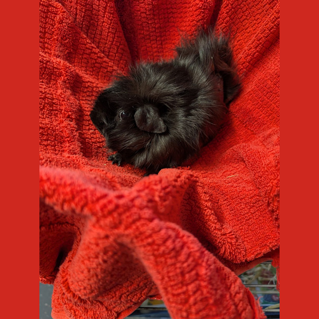 Photo of Quenda 