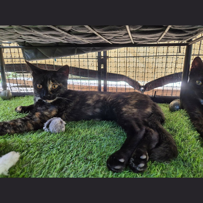 Photo of Ember
