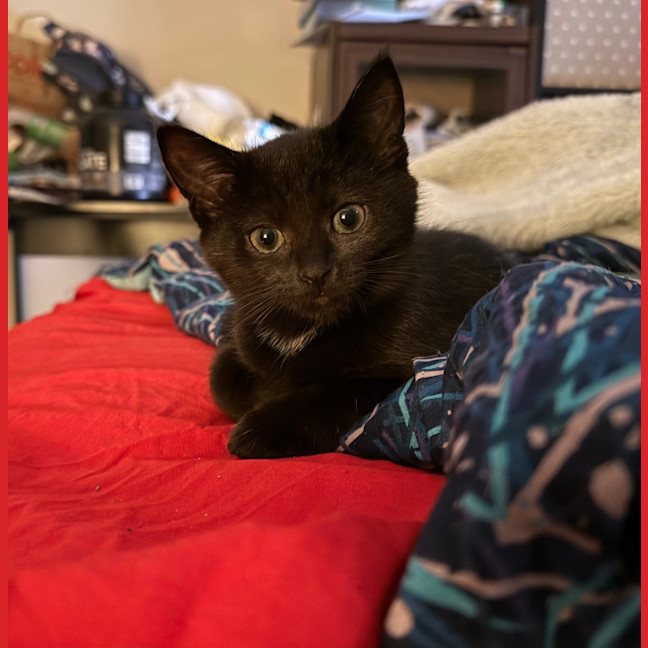 Photo of Nova Moo