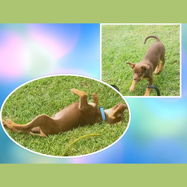 Photo of Humpty Dumpty