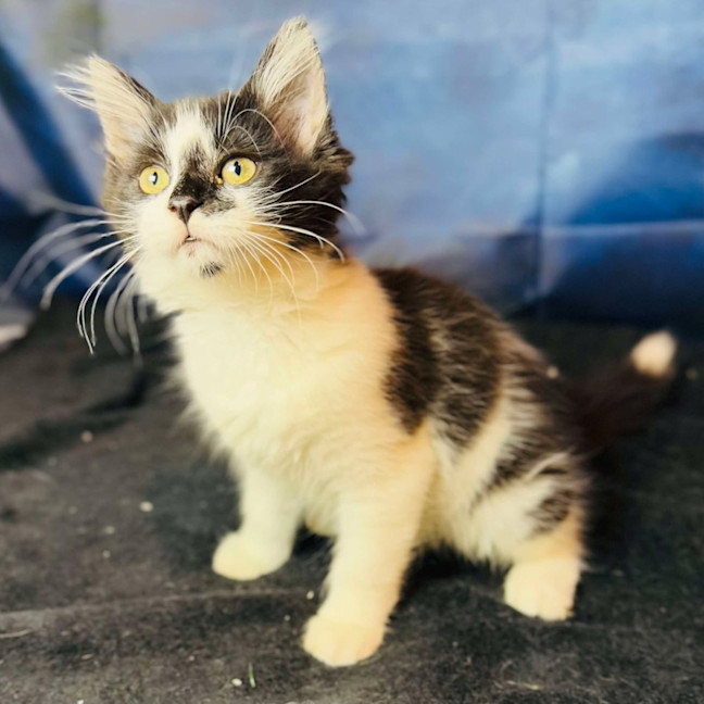 Photo of Moolissa   Located In Templestowe 