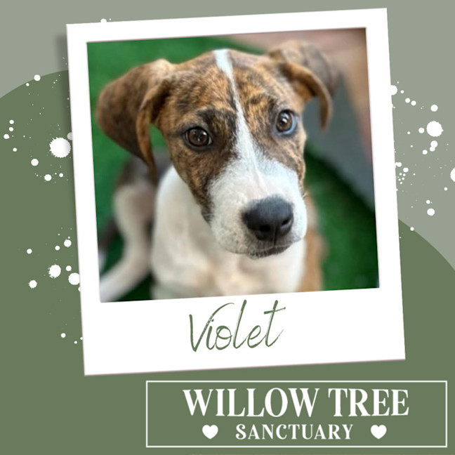 Photo of Violet