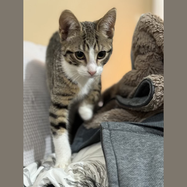 Photo of Alex   4 Month Old Domestic Short Hair