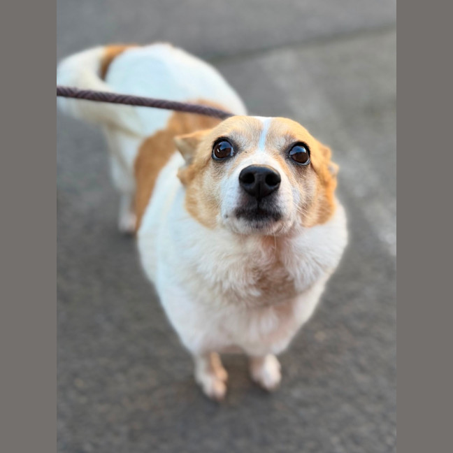 Photo of Tinker (Bonded With Lucky)