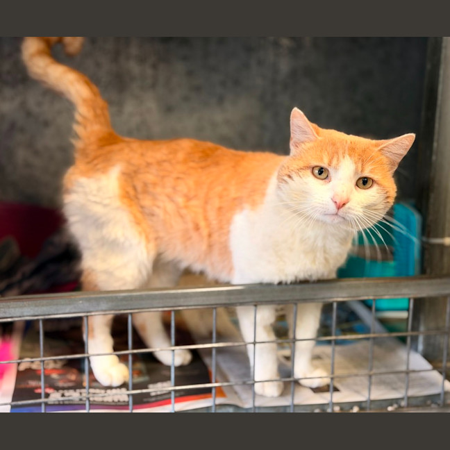 Photo of Mango 