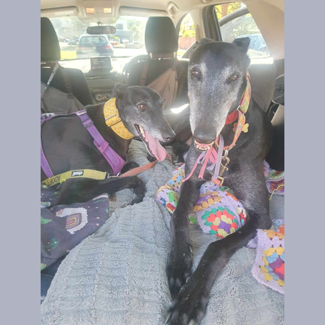 Photo of Yoko, The Greyhound