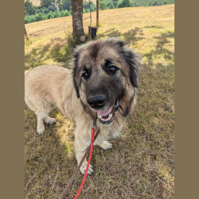 Photo of Hercules