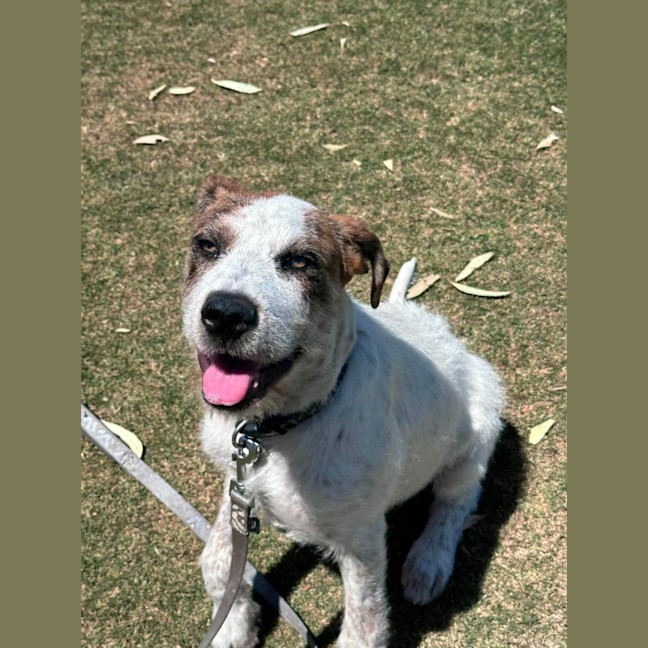 Photo of Nova