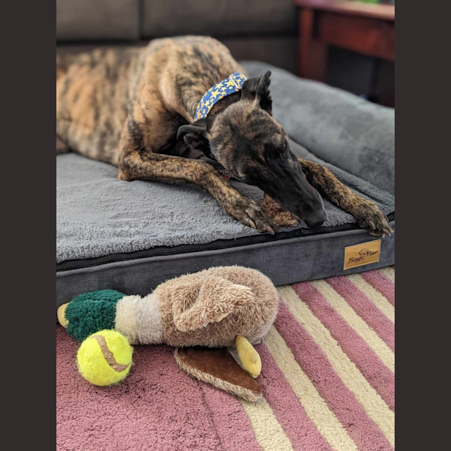 Photo of Jules, The Greyhound