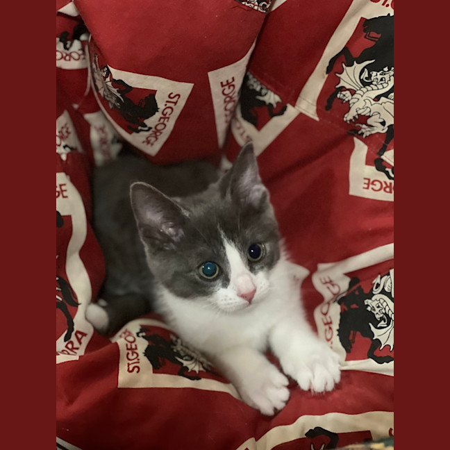 Photo of Saja