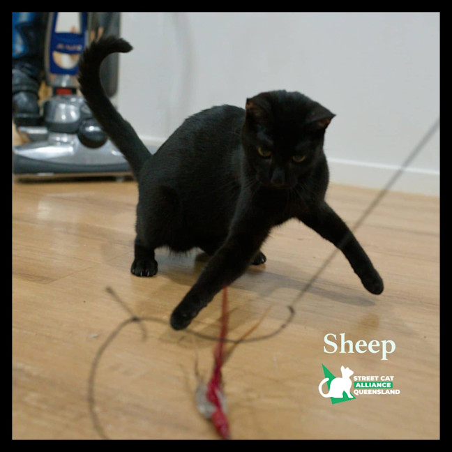 Photo of Sheep