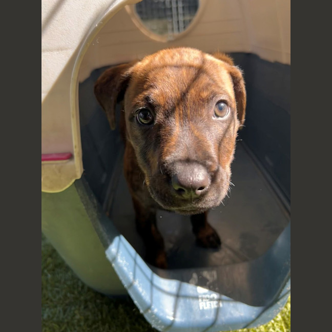 Photo of D1128 Bindi