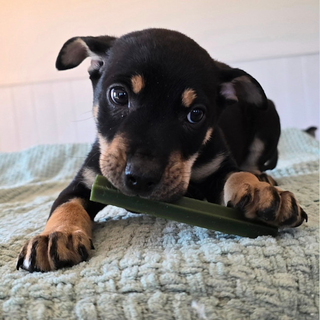 Photo of Kermit The Frog