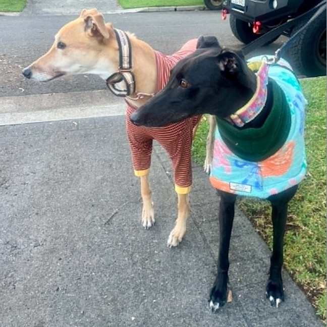 Photo of Lola The Greyhound