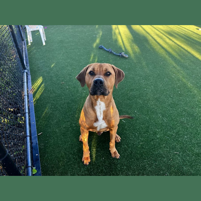 Photo of Tigger Imp 1134