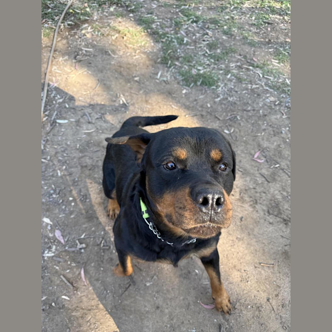 Photo of Rex