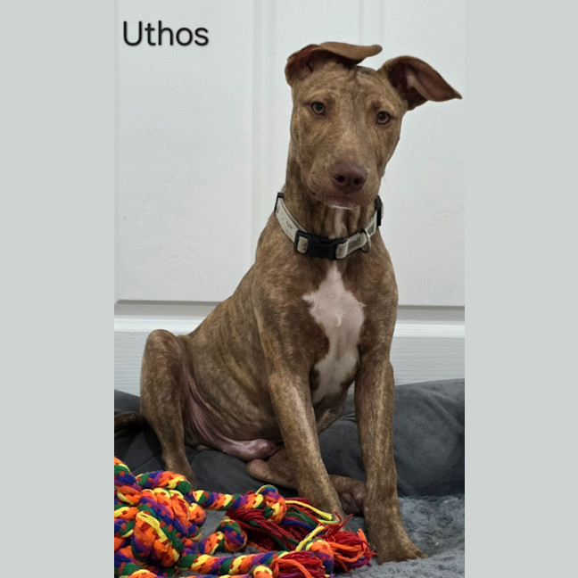 Photo of Uthos