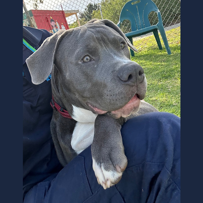 Photo of Phantom