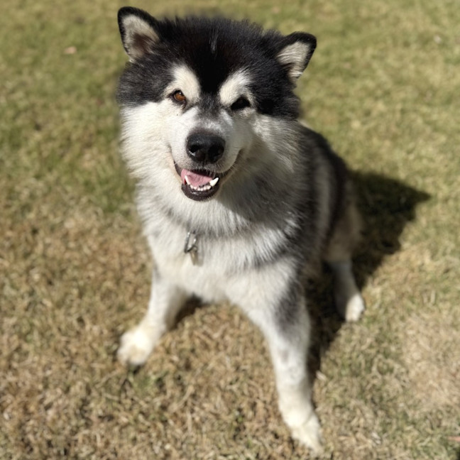 Photo of Boof