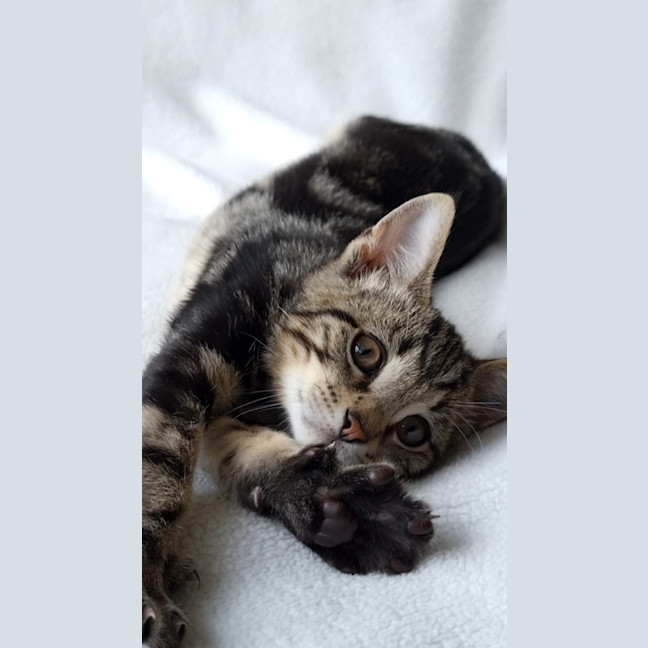 Photo of Houdini