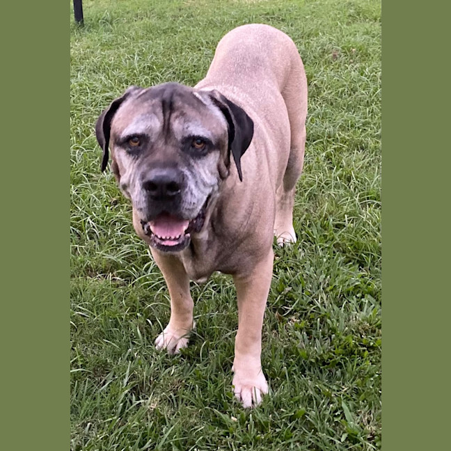 Photo of Bogie *$150 Adoption Fee*