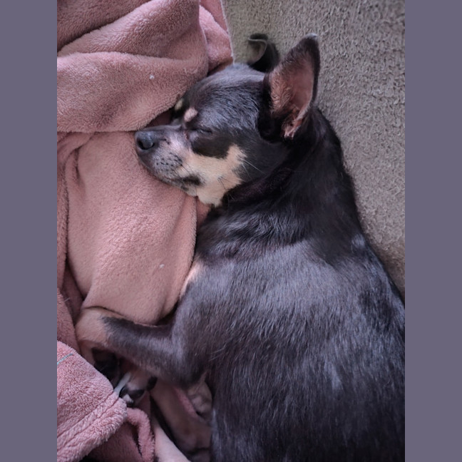 Photo of Georgie   2 Year Old Chihuahua