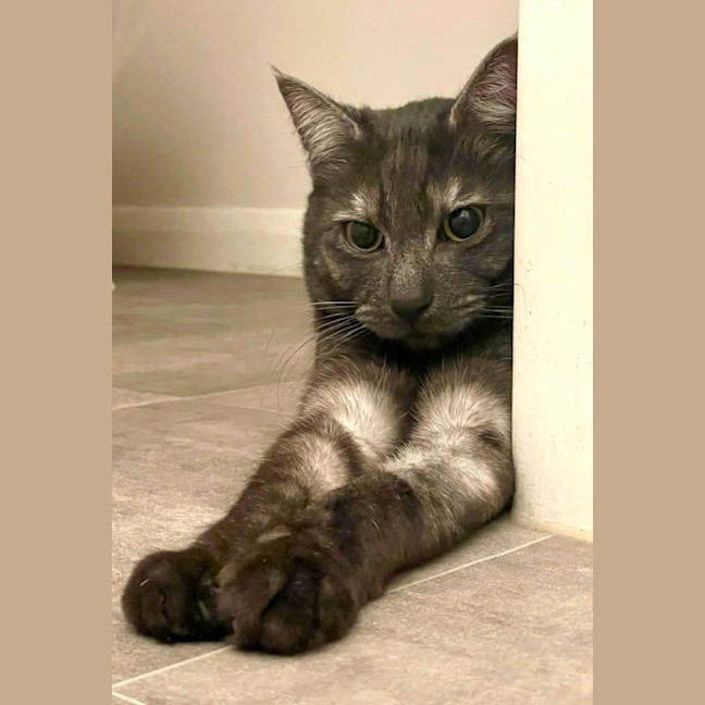 Photo of Prince* 9 Lives Project Rescue*